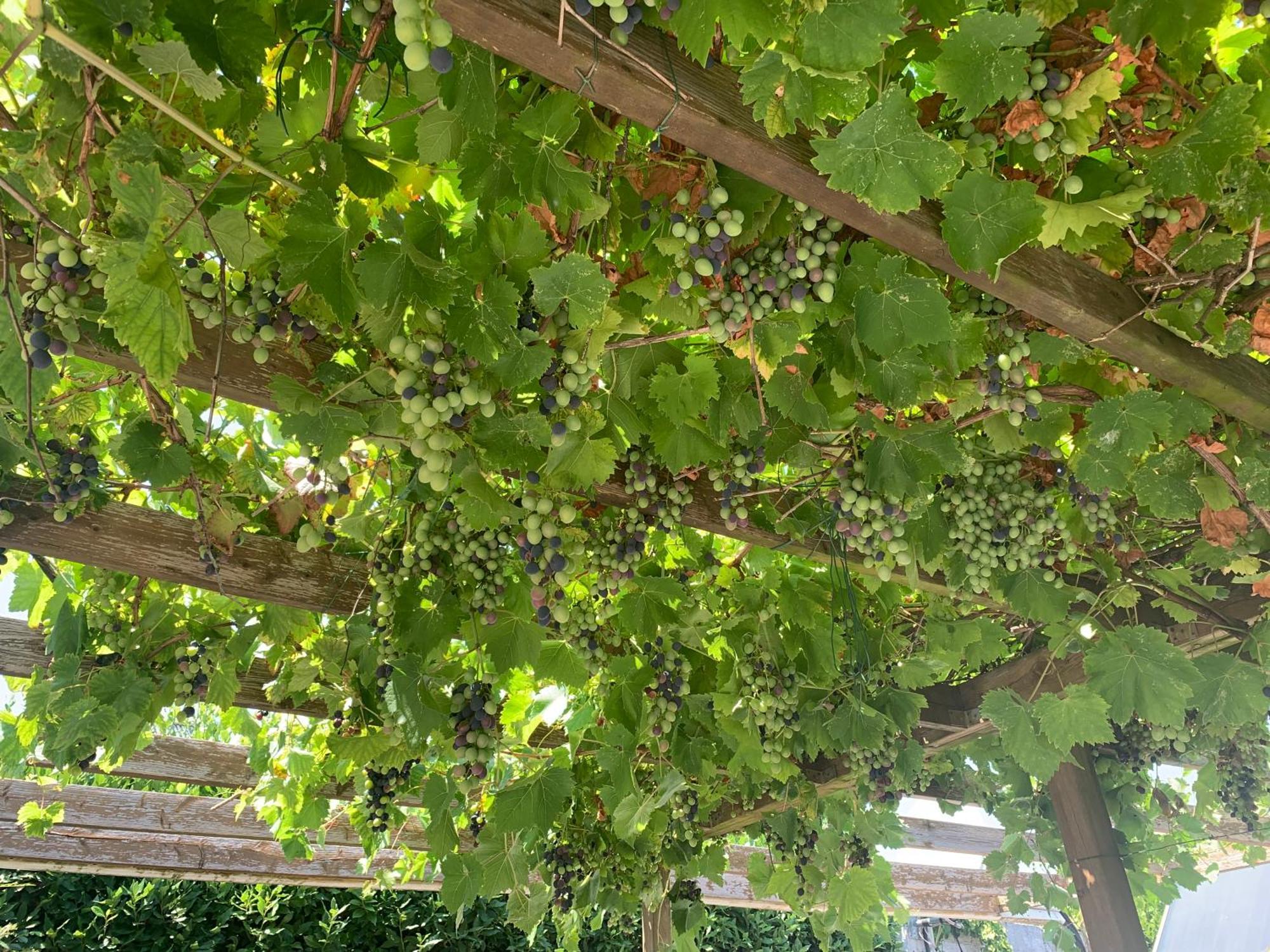 Palma Verde Castello di Brussa エクステリア 写真